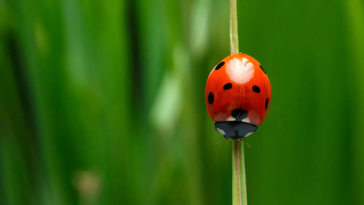 What Do Ladybugs Eat