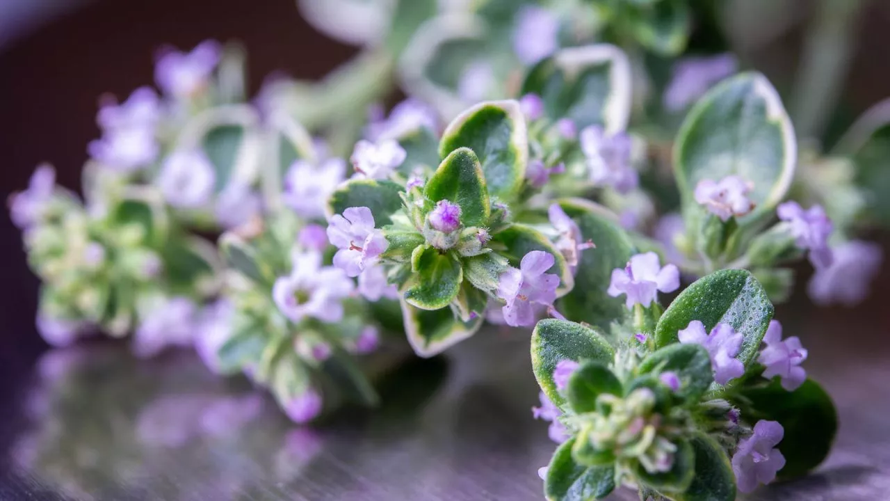 19 Plants To Keep Cats Away And To Protect Your Flower Garden 7 Lemon Thyme