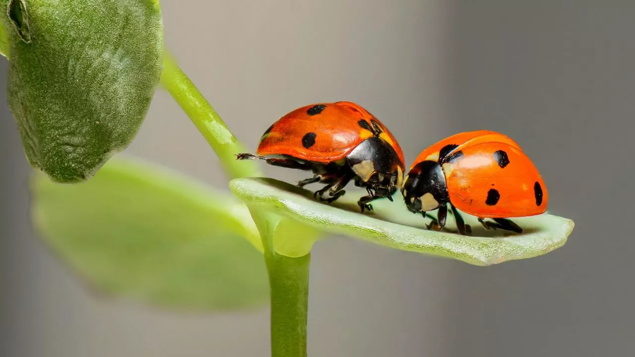 What Do Ladybugs Eat? 4 Native Ladybug Populations