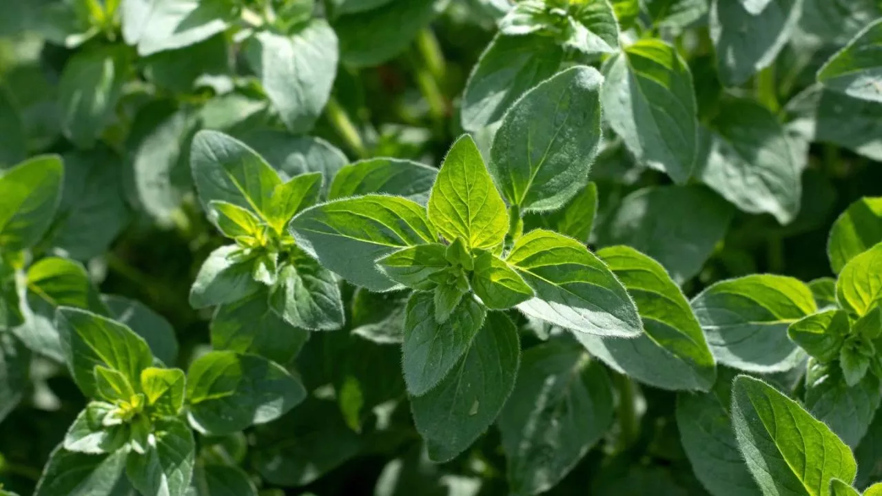 19 Plants To Keep Cats Away And To Protect Your Flower Garden 8 Oregano