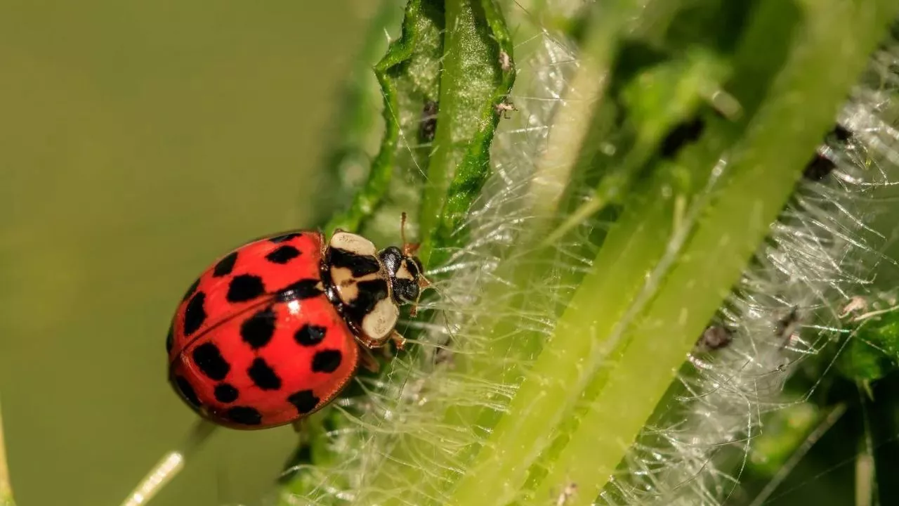 What Do Ladybugs Eat? 3 Using Ladybugs In Your Garden