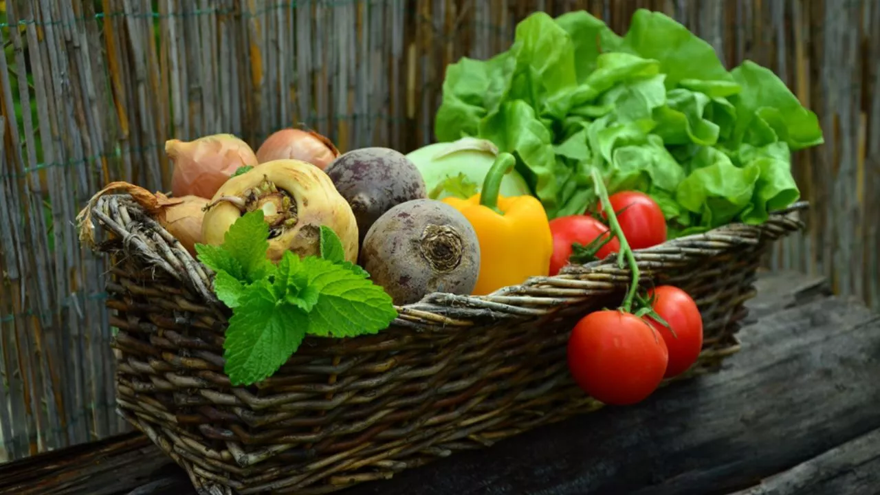Vegetable Garden
