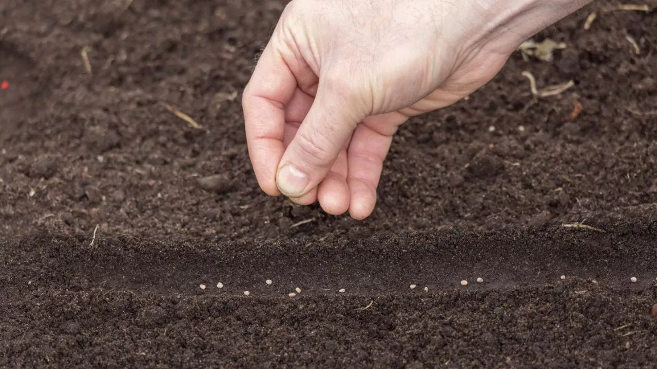 Vegetable Gardening Is Slow