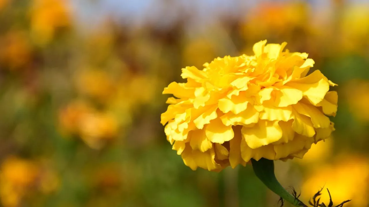 Yellow Carnations