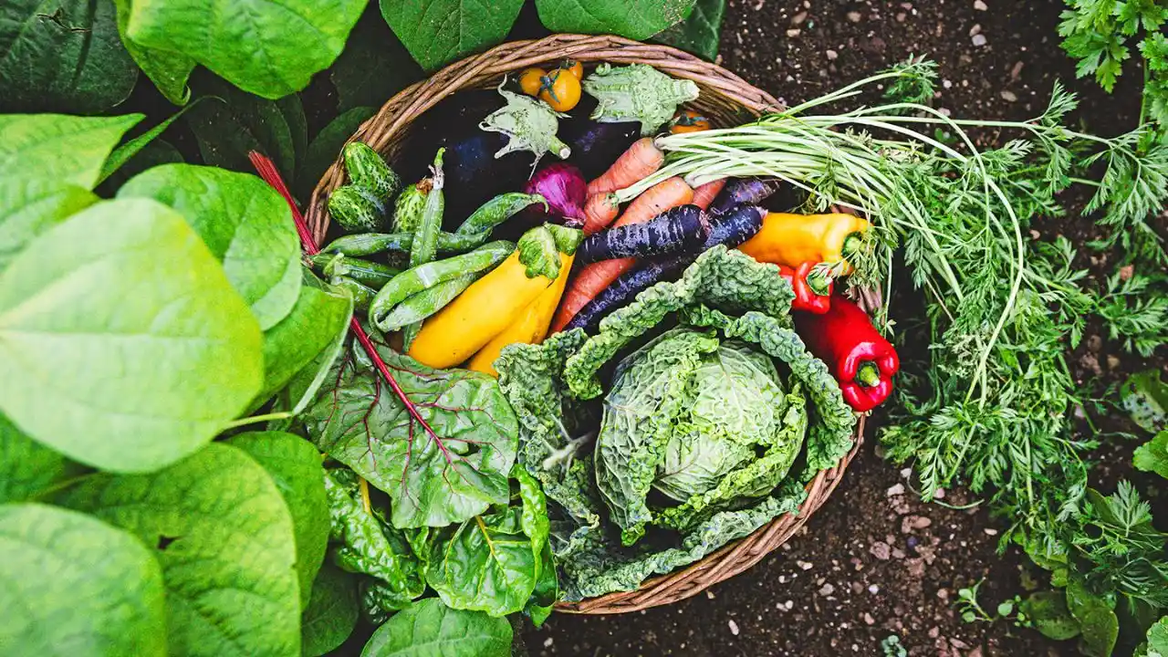 vegetable gardening