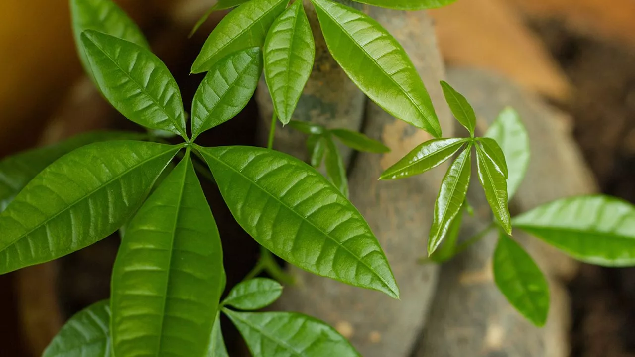 Your Money Tree Lost All Its Leaves – Will It Sprout Again